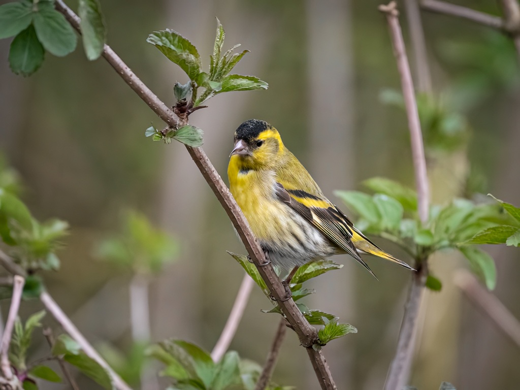 Wildlife Sightings for 9th December 2025