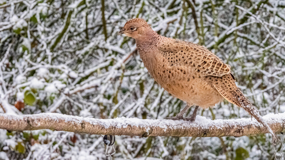 Traditional Christmas sightings at WWT Washington