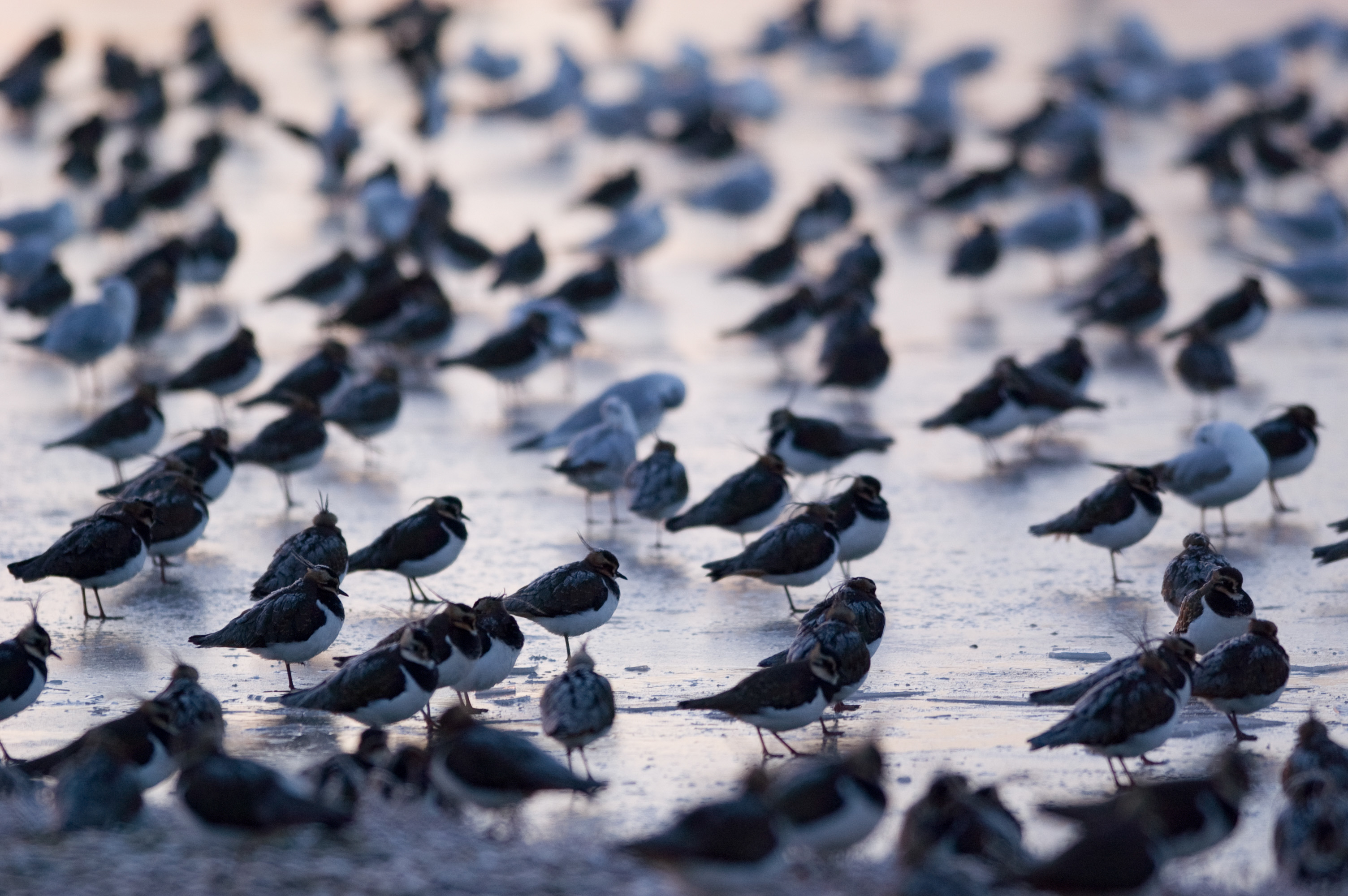 Looking to boost your mood this winter? WWT Slimbridge Wetland Centre has the answer.