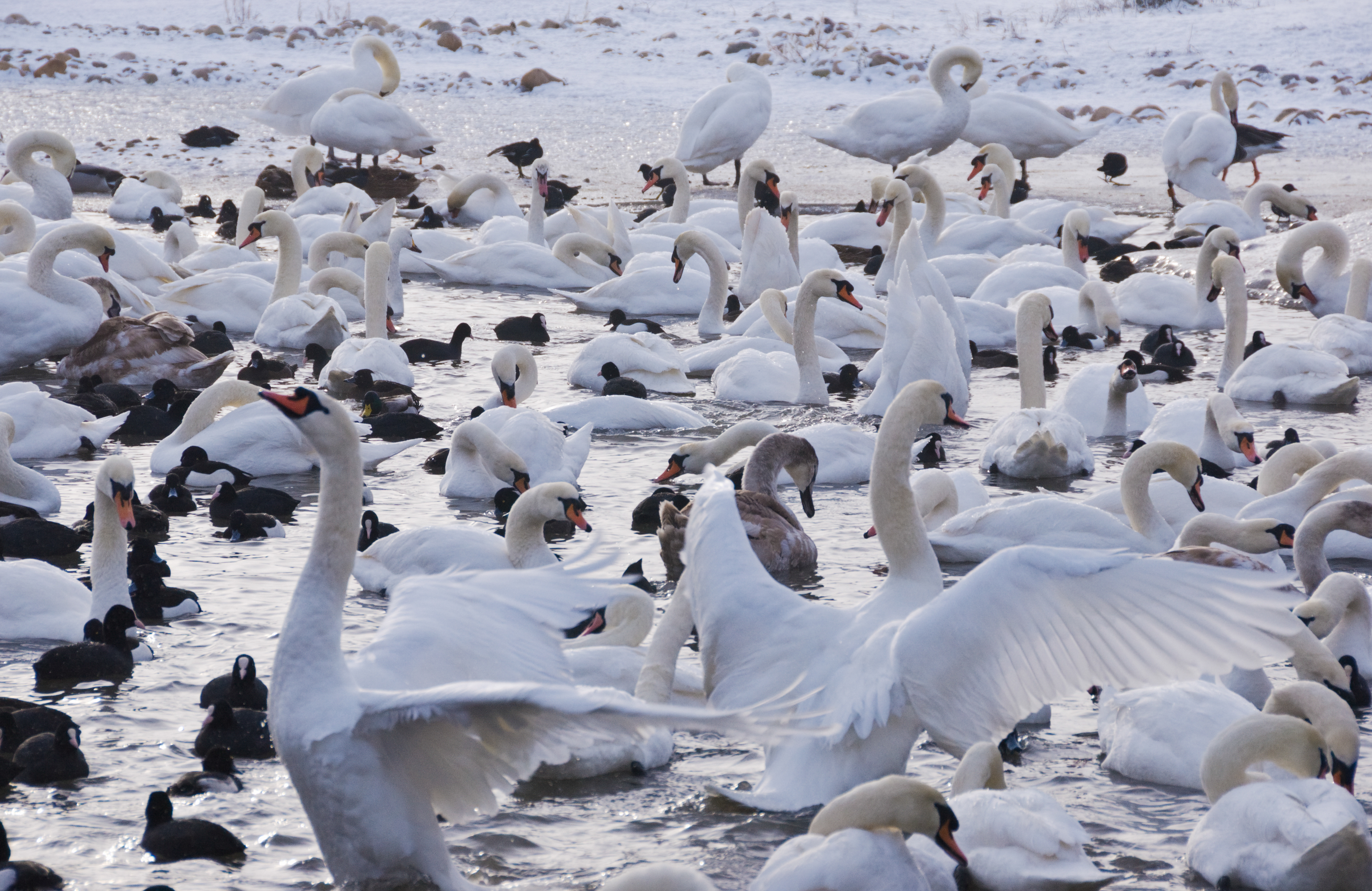 Waterfowl on water with snow in background, mute swans spreading wings in low light