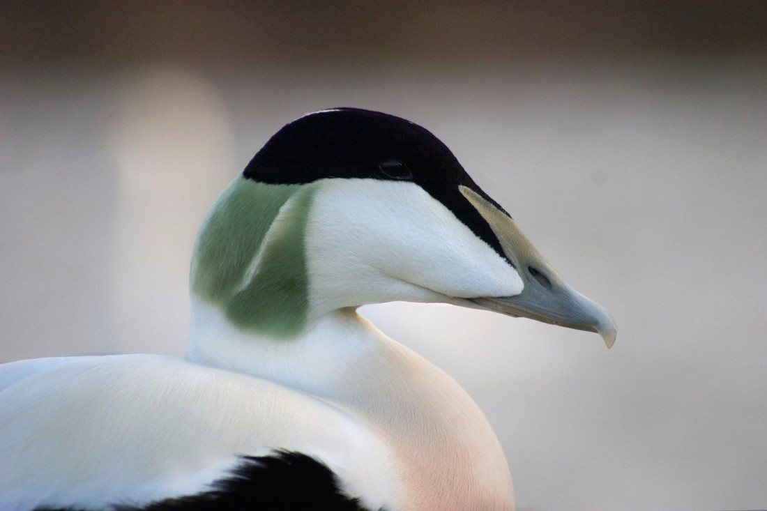 January bird of the month: Common Eider