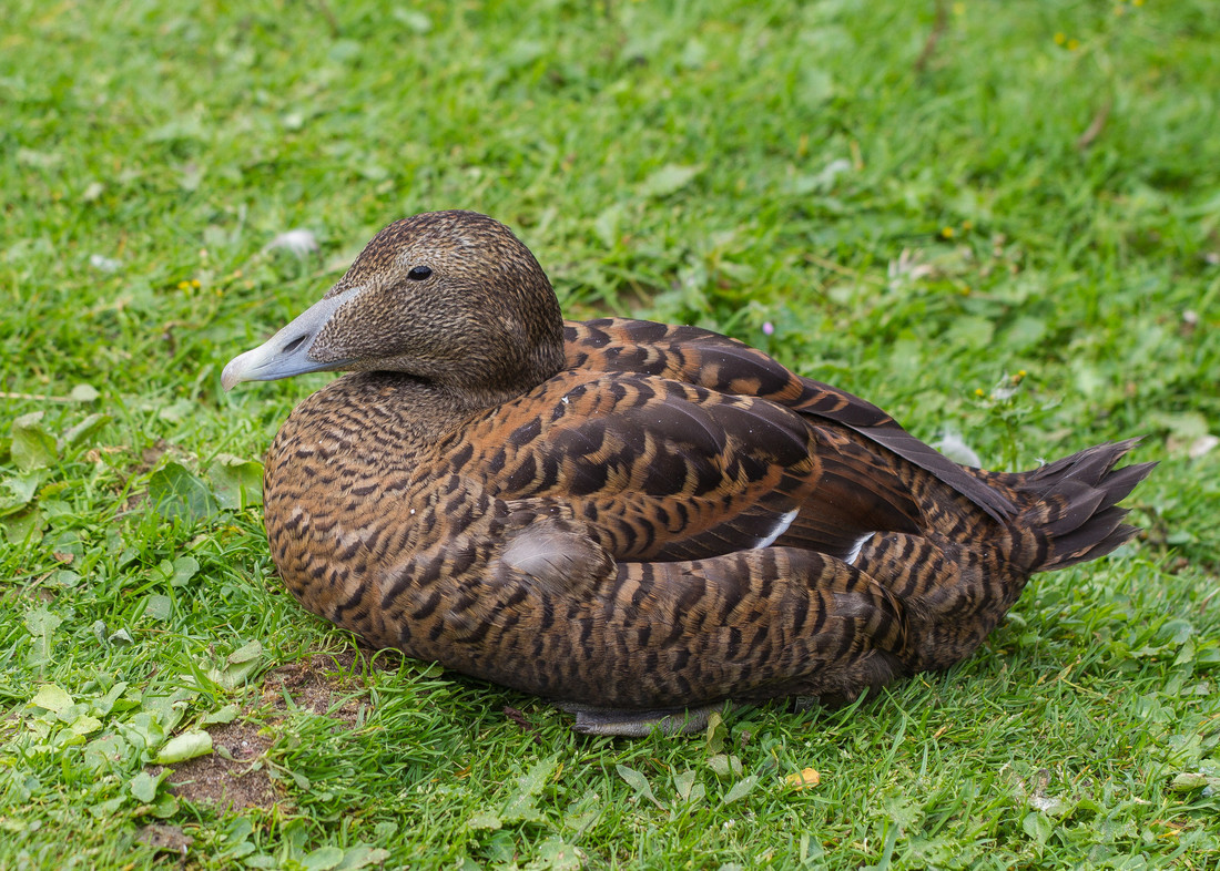 A female common eider duck on grass