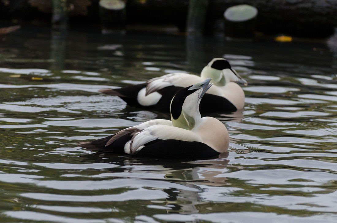 Two common eiders on the water. One is mid-call