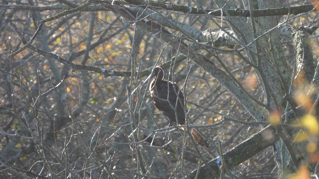 A large brownish bird with long legs and a long bill sits amon branches in a tree