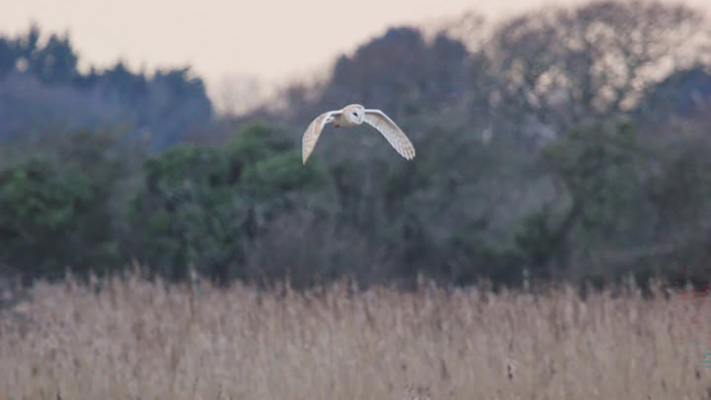 A barn owl flies over a reedbed