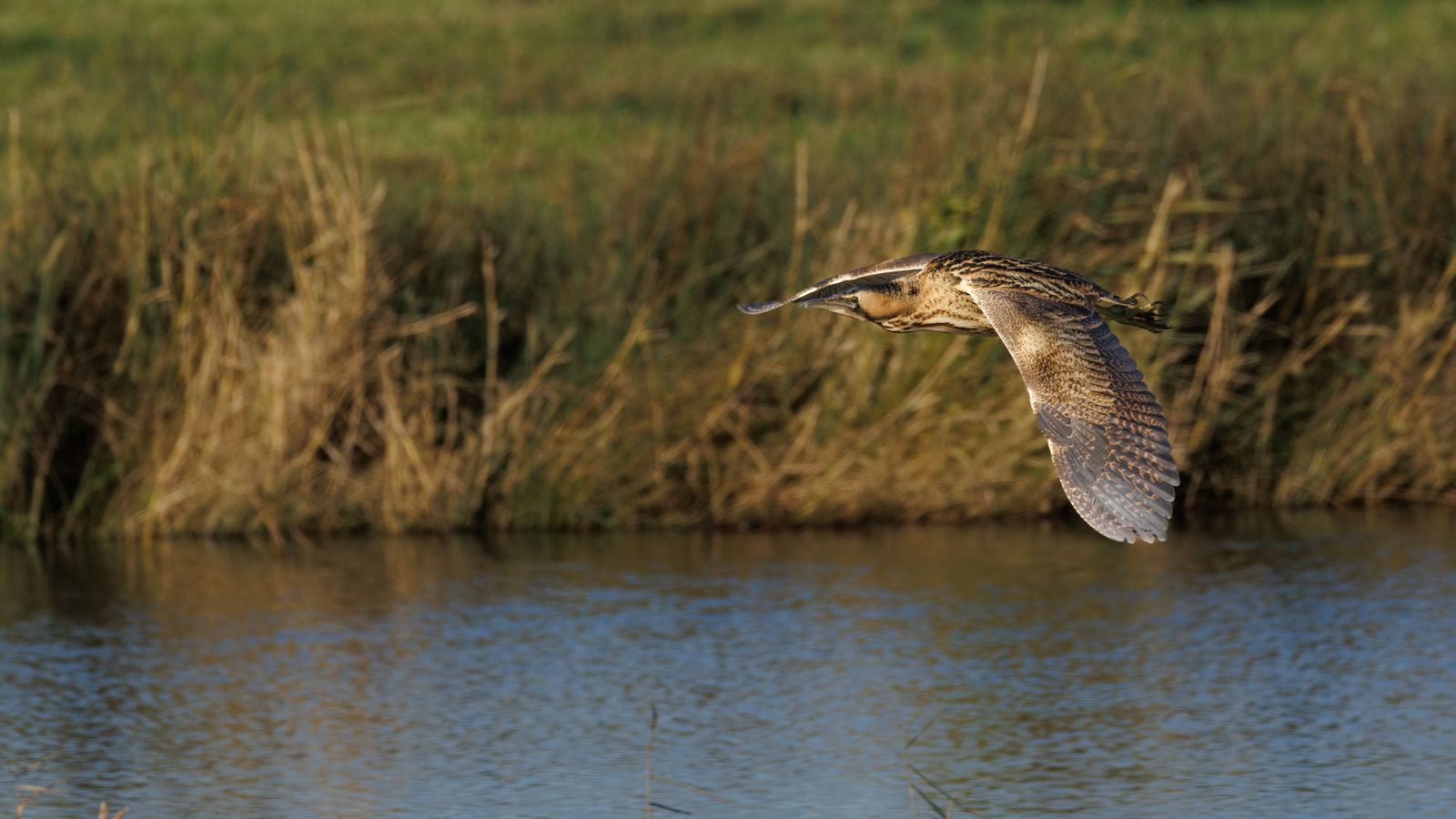 Sightings and news to week ending 21 December 2025