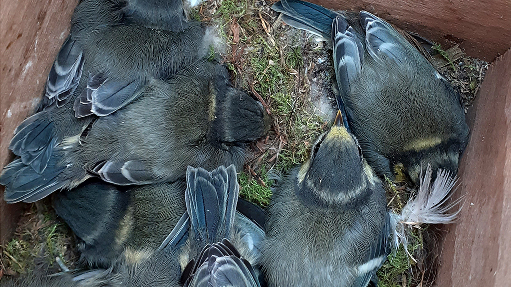 A nesting box with moss on the floor and  6-7 fully grown blue tit chicks inside