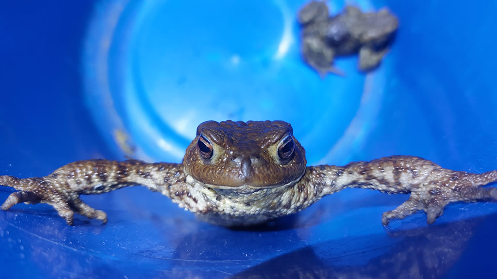 A female common toad inside a blue bucket  