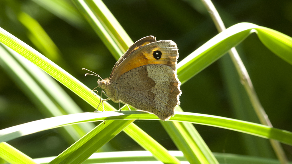 A brown and orange butterfly sits on a piece of grass
