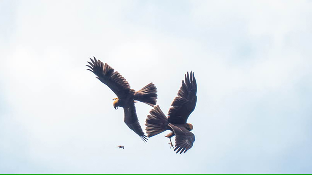 Two marsh harriers tumble abut while flying in the air. 