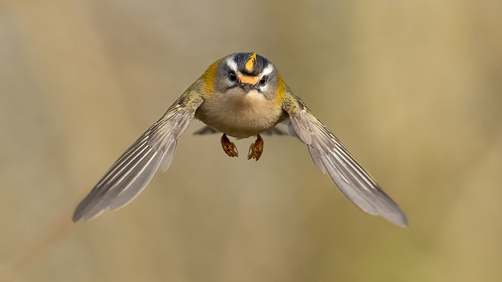 A small bird flies directly at the camera
