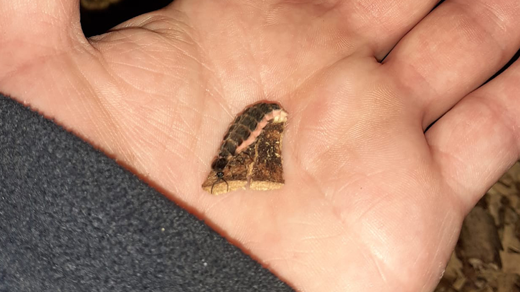 A beetle larvae sits on a piecedof bark on the palm of an outstretched hand.