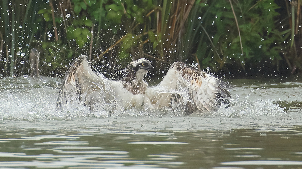 Wildlife Highlights of 2025