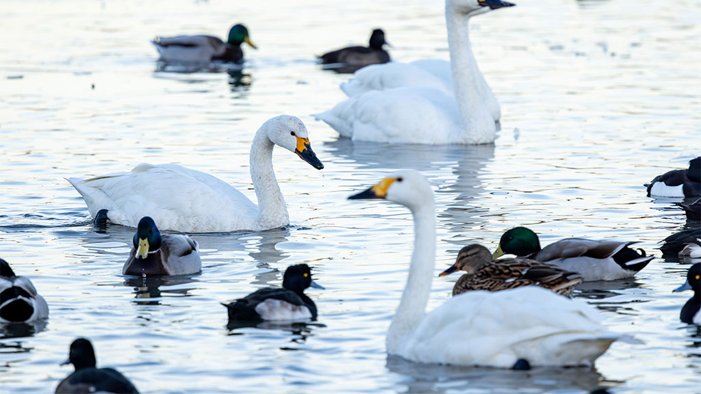 2025: WWT’s wildlife roundup