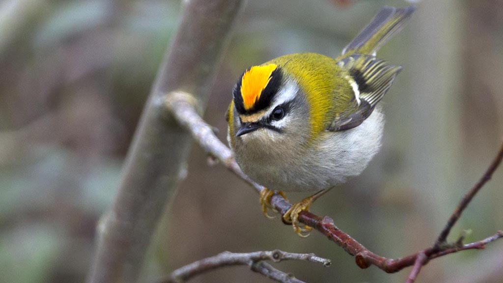 Kingfishers, Firecrests and Bullfinch