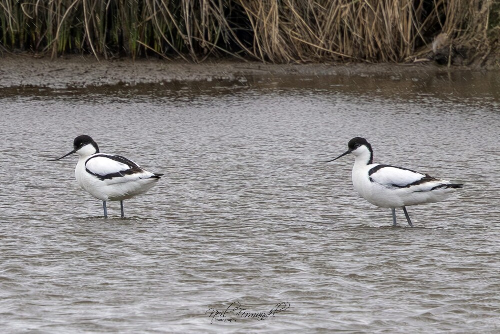 Two avocets wading through the water at WWT Llanelli Wetland Centre, highlighting elegant waders and birdwatching appeal at the nature reserve. Photo credit: Neil Fermandel.