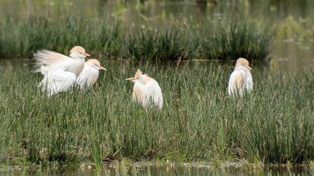 Four cattle egrets gathered on an island at WWT Llanelli Wetland Centre, highlighting rare bird sightings and birdwatching appeal at the nature reserve. Photo credit: Christopher Onn.