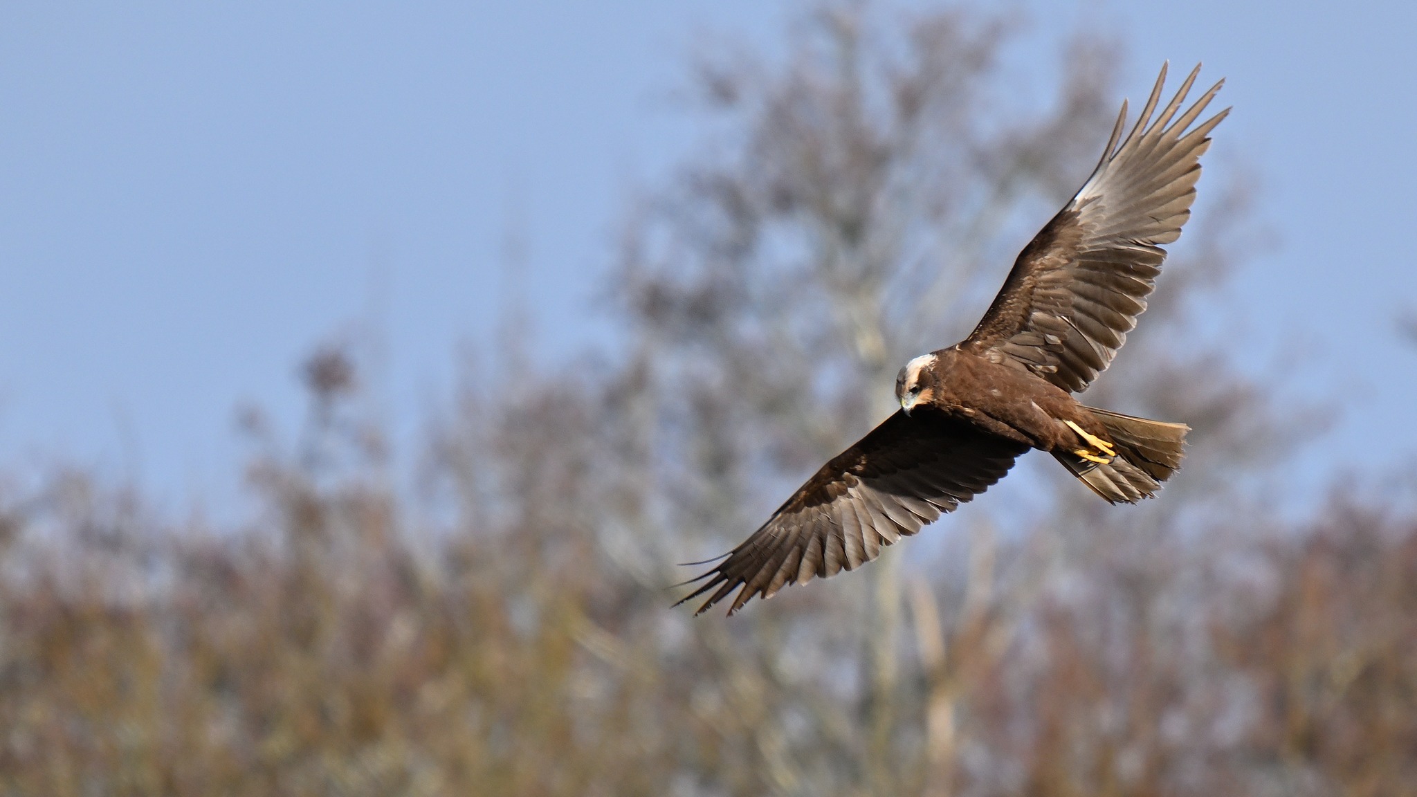 A marsh harrier photographed with wings open against a pale blue winter sky at WWT Llanelli Wetland Centre, showcasing raptor species and birdwatching appeal. Photo credit: Ian Grove.