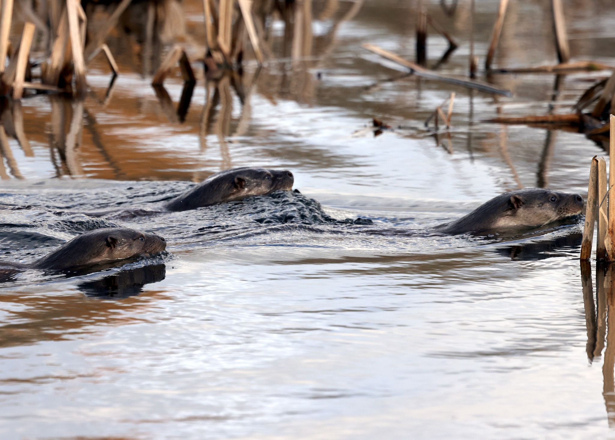 A Wild Year at WWT Llanelli: 2025 Wildlife Highlights