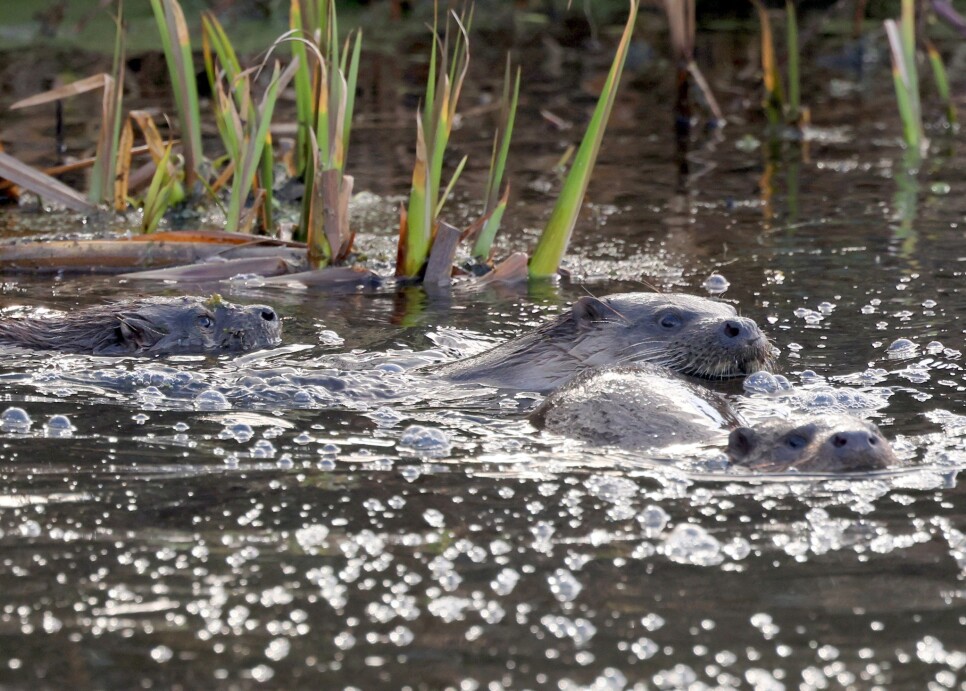 A family of otters hunting and playing in freshwater at WWT Llanelli Wetland Centre, highlighting close up views of wildlife behaviour and conservation appeal for nature enthusiasts. Photo credit: Jessica Crumpton.
