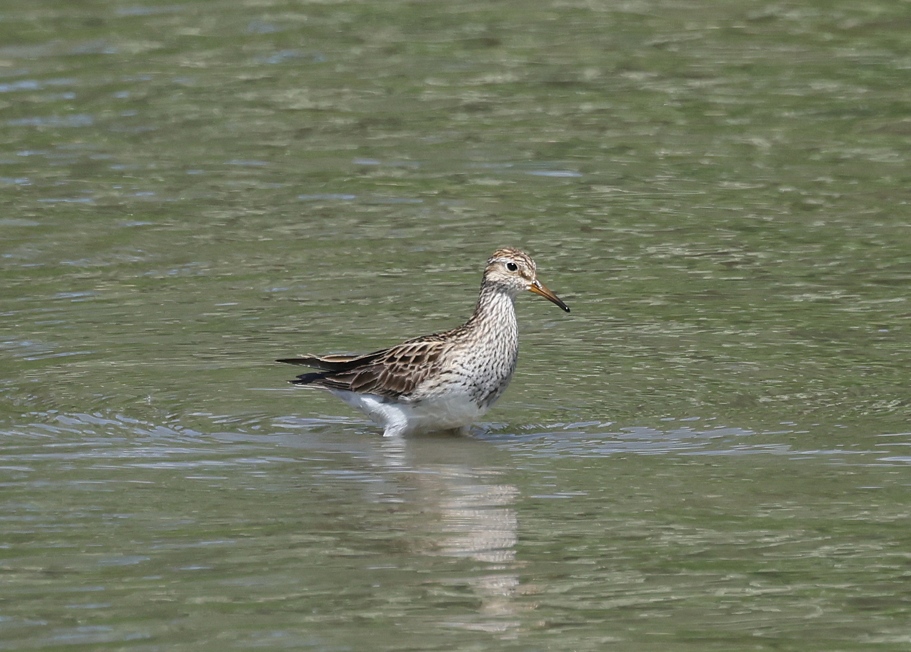 A pectoral sandpiper wading through water while feeding at WWT Llanelli Wetland Centre, highlighting rare wader sightings and birdwatching appeal. Photo credit: Jessica Crumpton.