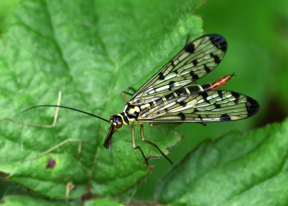 Scorpion fly perched on green foliage, photographed by Jessica Crumpton at WWT Llanelli Wetland Centre. Useful for insect enthusiasts and wildlife photographers learning to identify UK scorpion flies in wetland habitats.