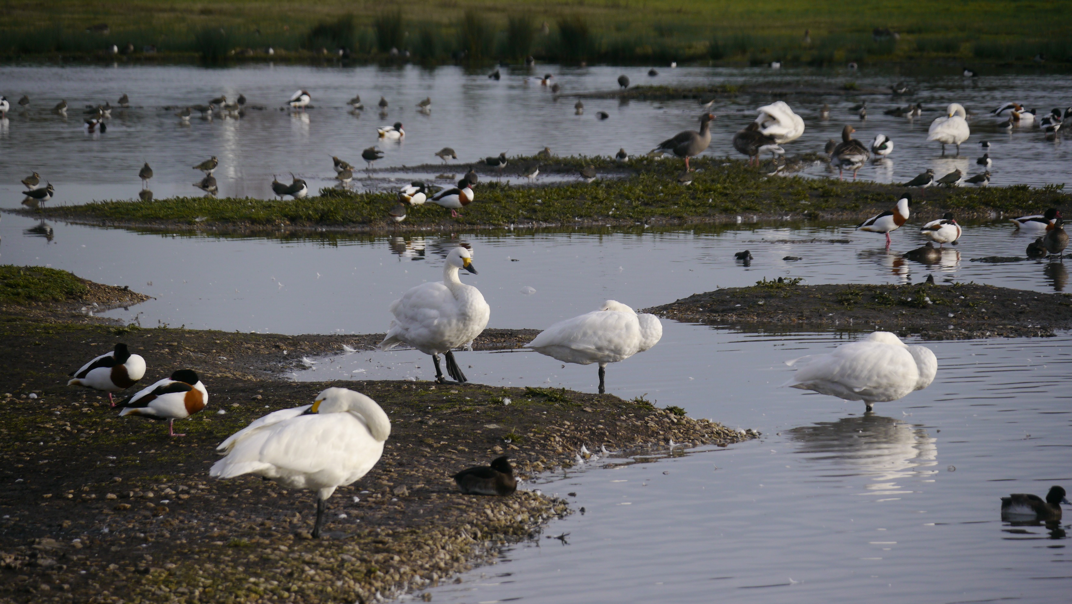 Sightings and news to week ending 28 December 2025