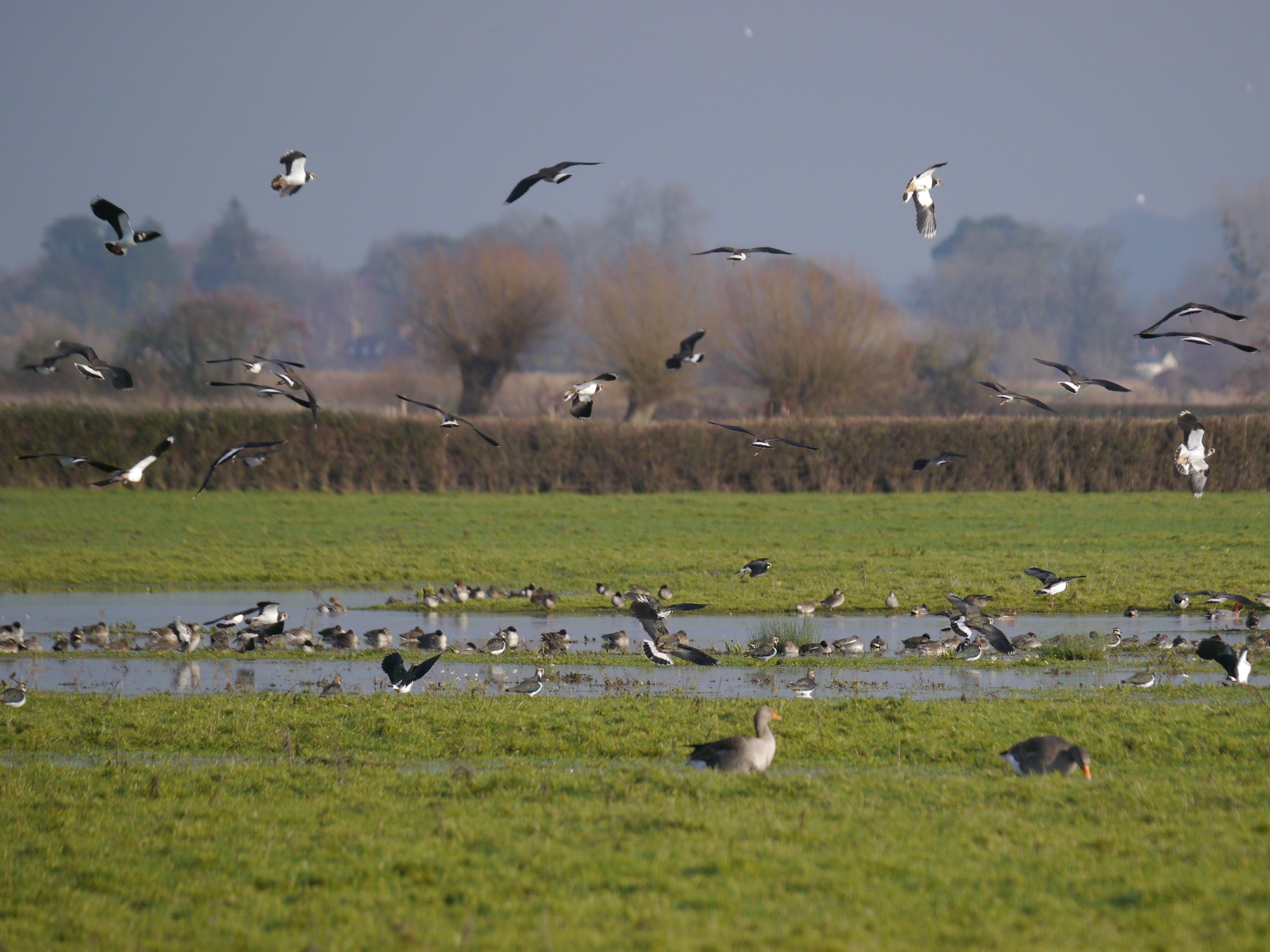 Sightings and news to week ending 4 January 2026