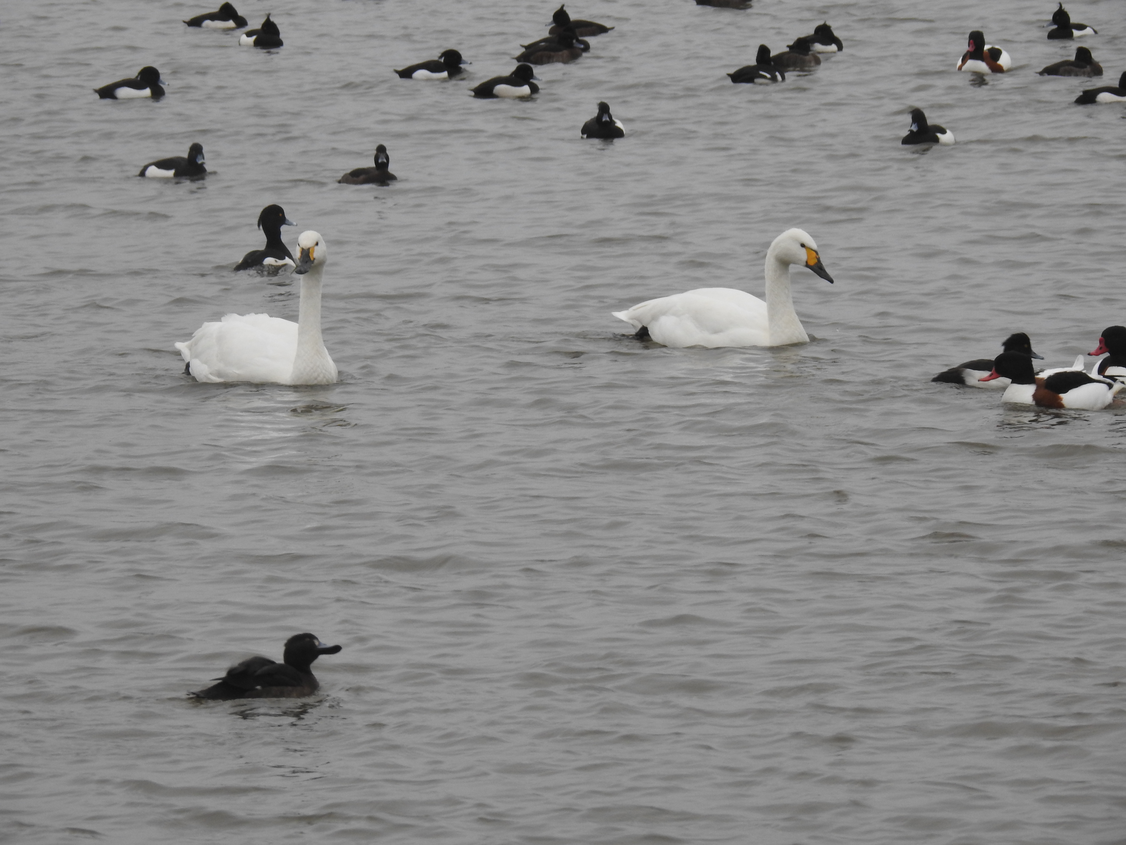 Two Bewick's swans swimming surrounded by shelduck and tufted ducks