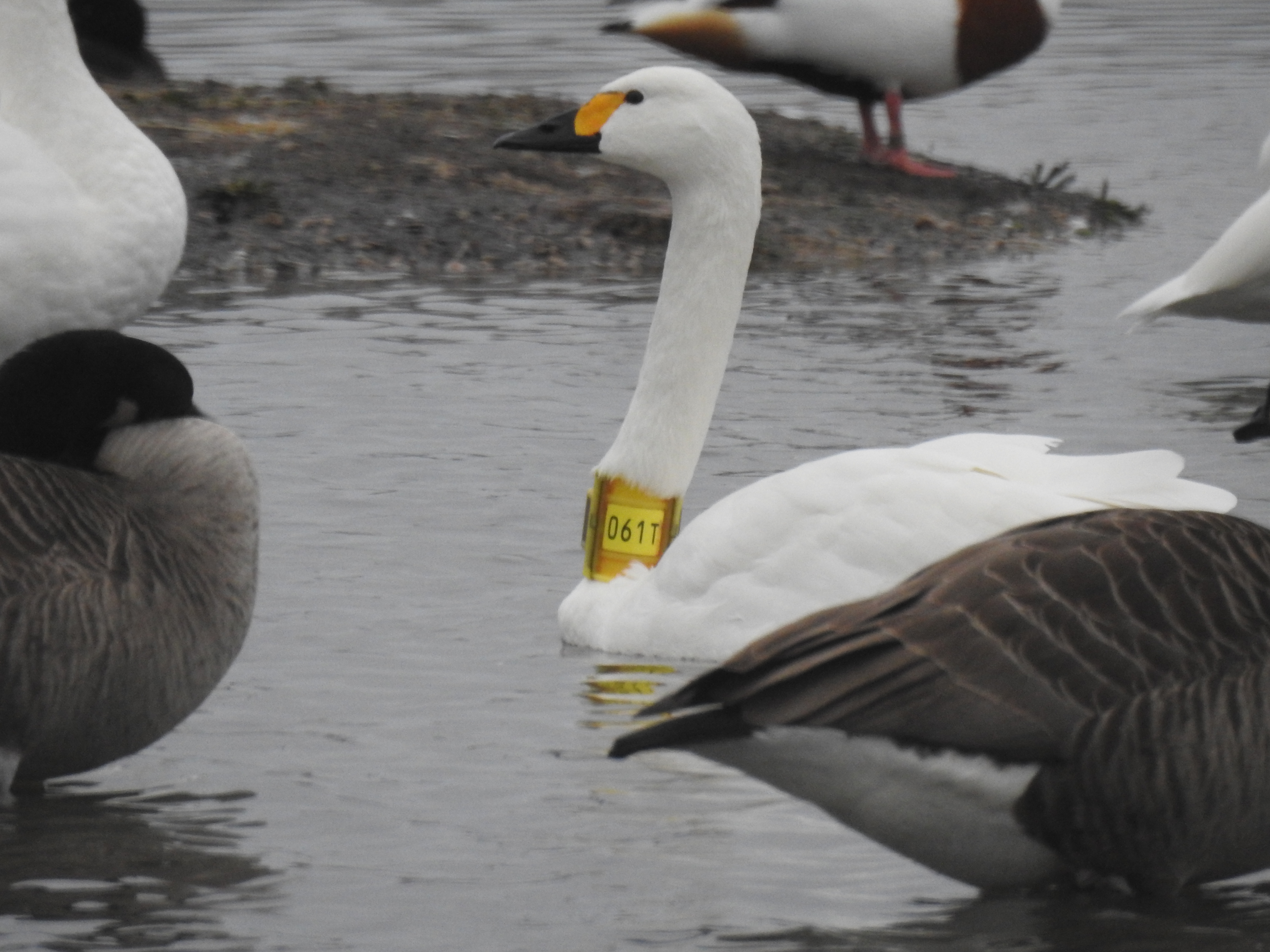 Close-up of a Bewick's swan in water with yellow patch on beak, wearing yellow collar around long neck with text 061T on the collar.