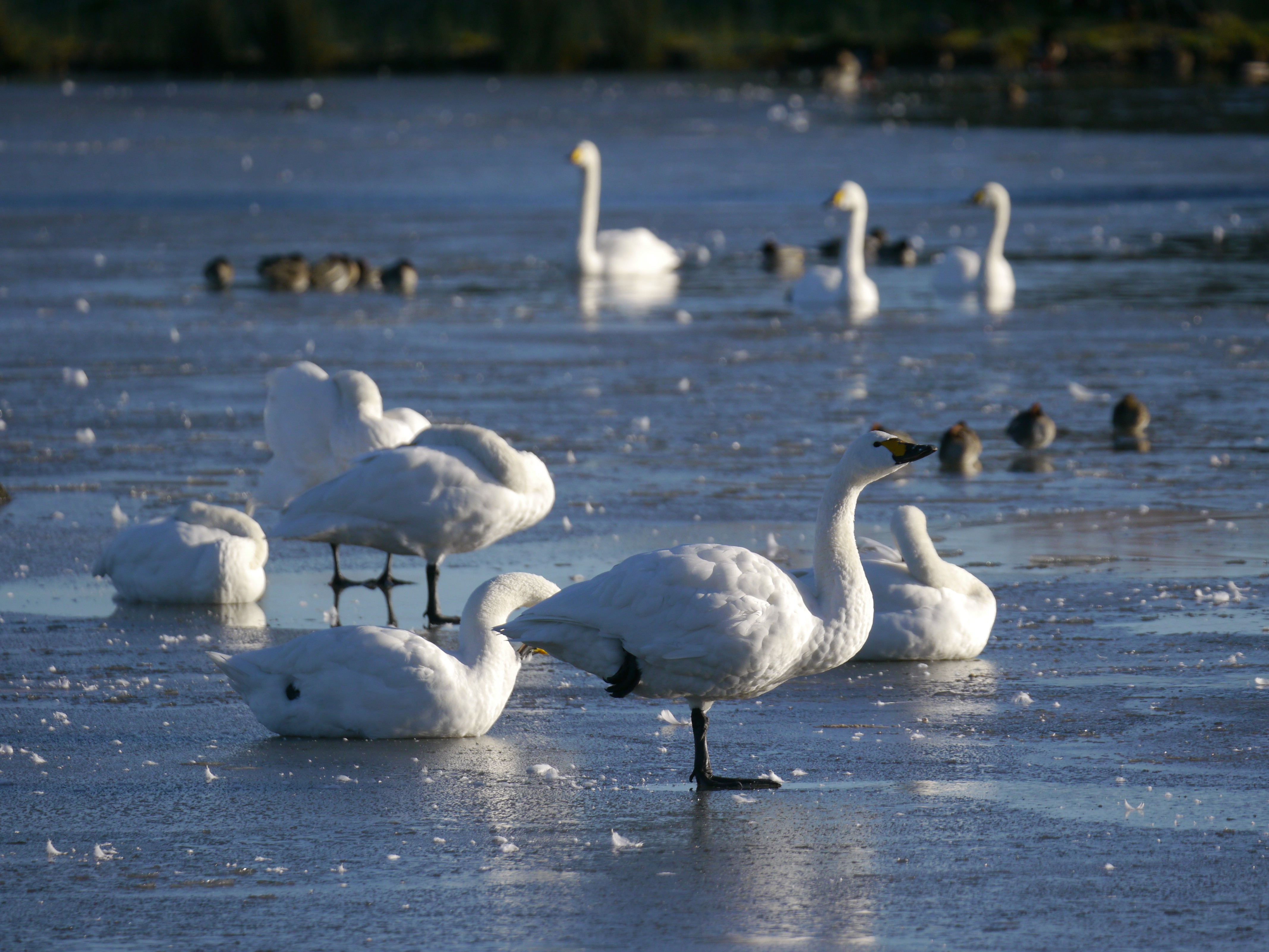 Sightings and news to week ending 11 January 2026