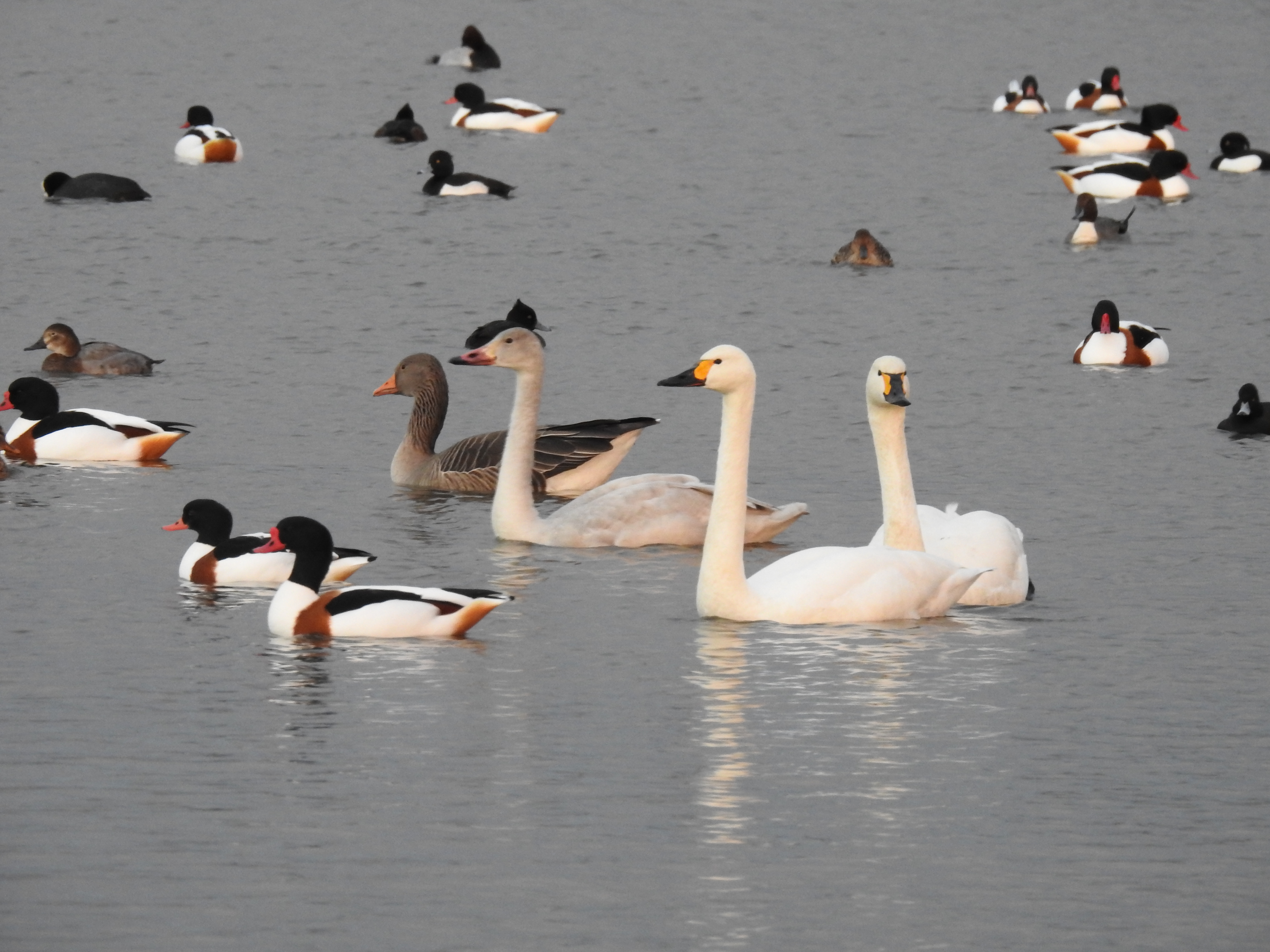 Two adult Bewick's swans and one juvenile swimming on grey water amongst shelduck