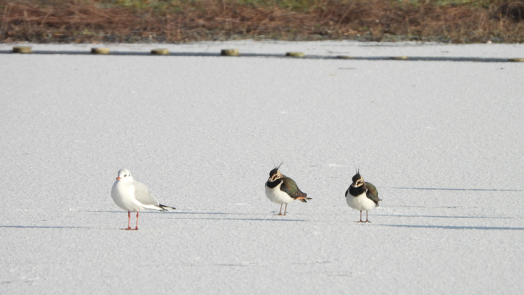 2 birds and a gull stand on a snowy iced over pond.