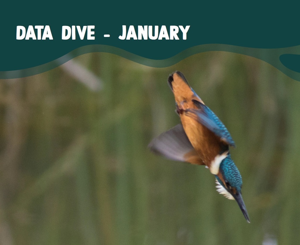 Data Dive - January