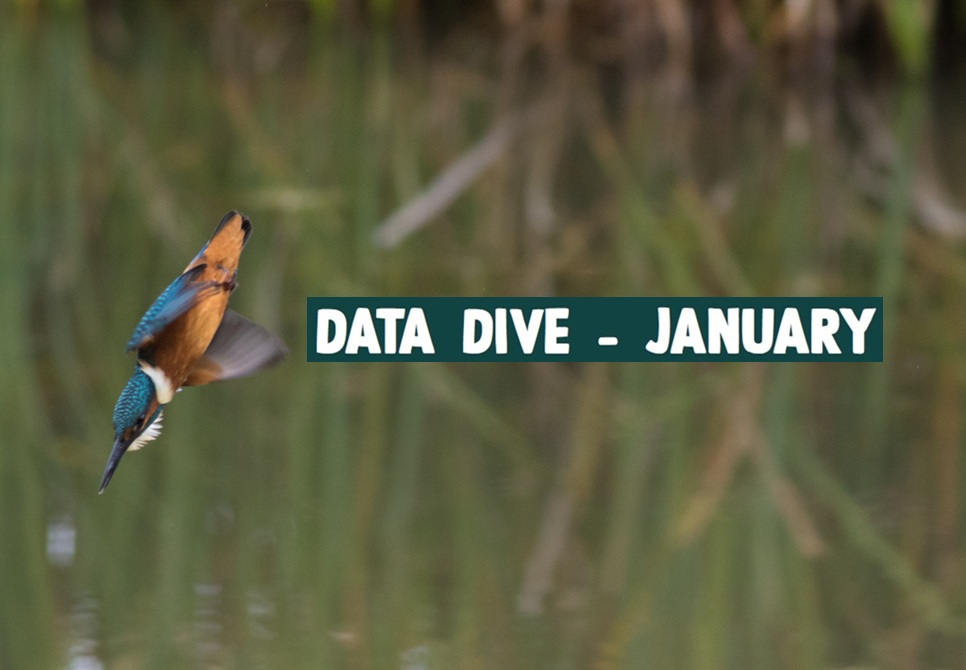 Data Dive - January