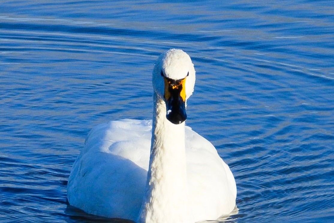 Bewick's swan, Galina, spotted in the UK for the first time after 20 years