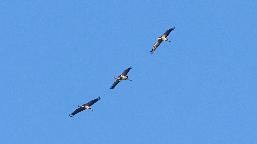 Common Cranes and Barn Owls