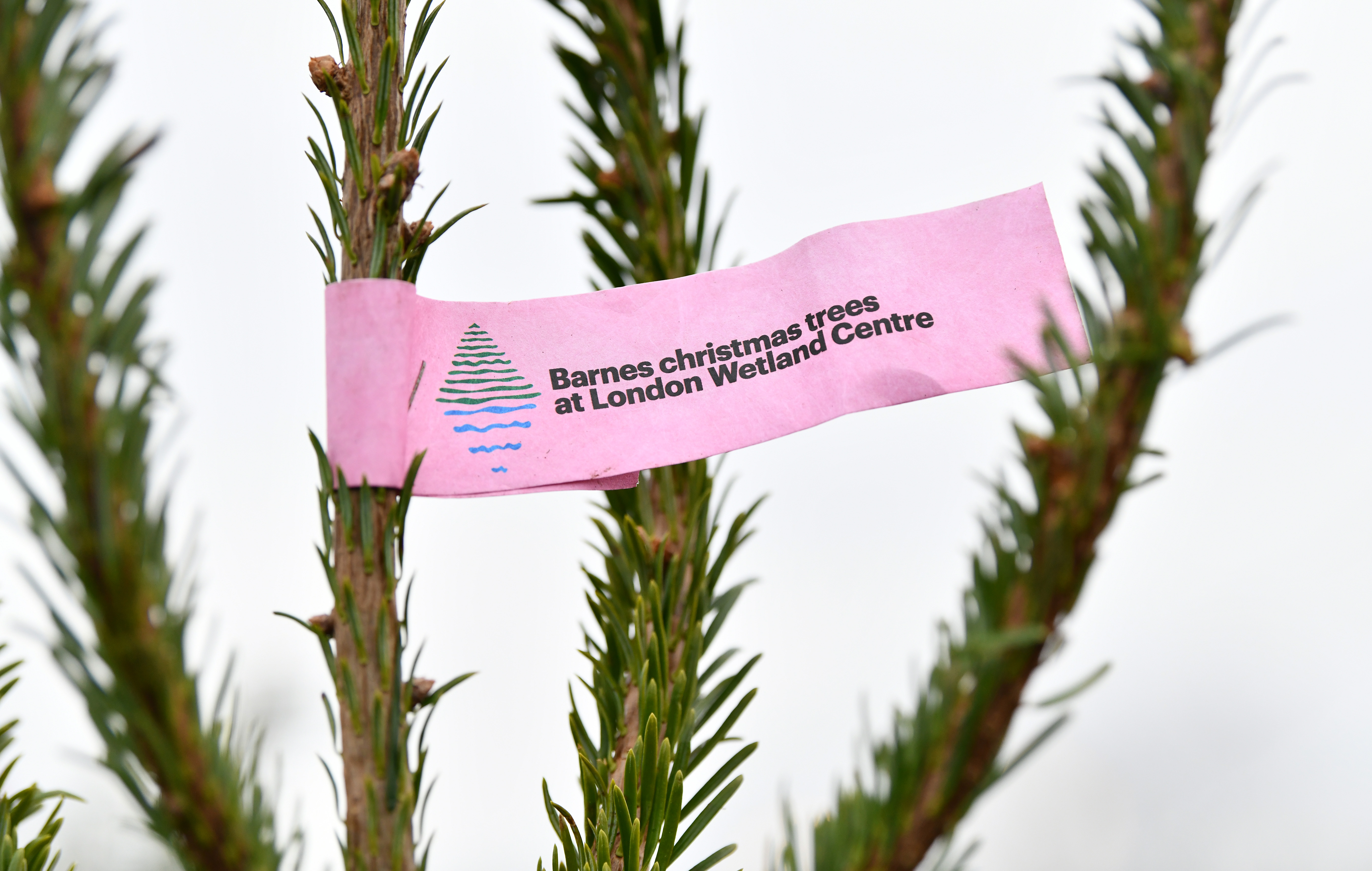 Christmas trees bring a little magic to our car park