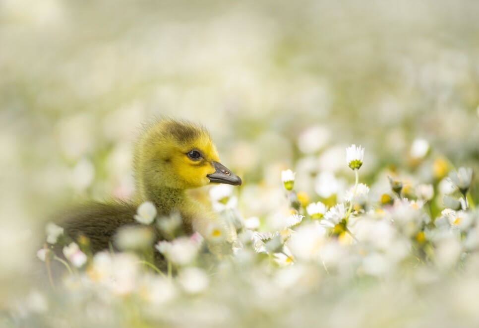 WWT partners with Macmillan Children’s Books to celebrate wetlands this spring