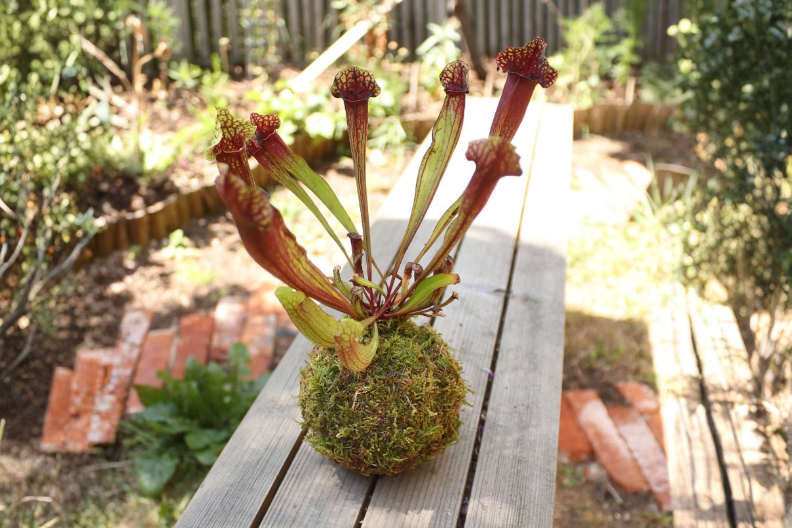 View: Spring Bulb Kokedama Workshop