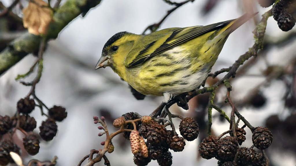 a yellow bird sits on a branch surrounded by small seed cones