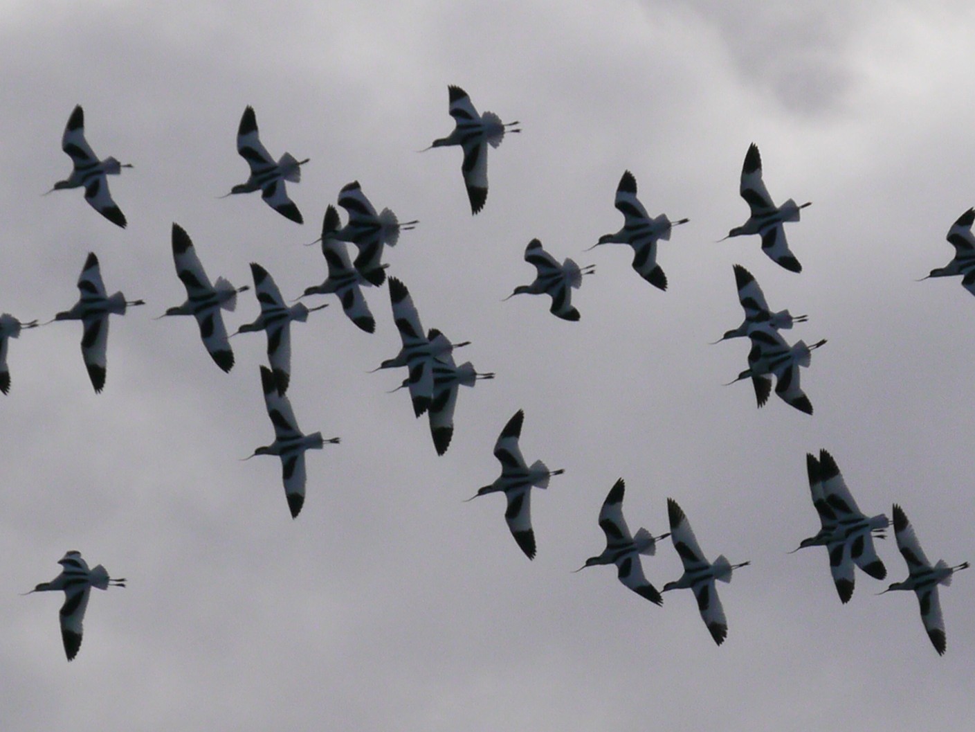 Sightings and news to week ending 8 February 2026