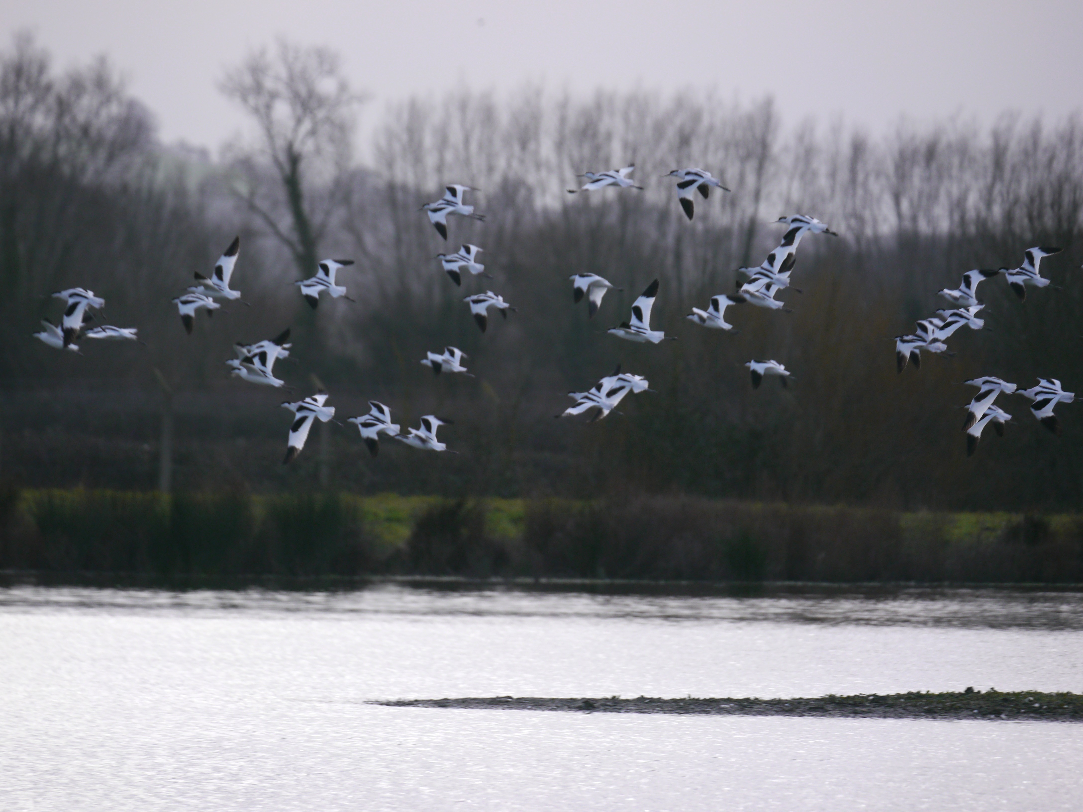 Sightings and news to week ending 1 February