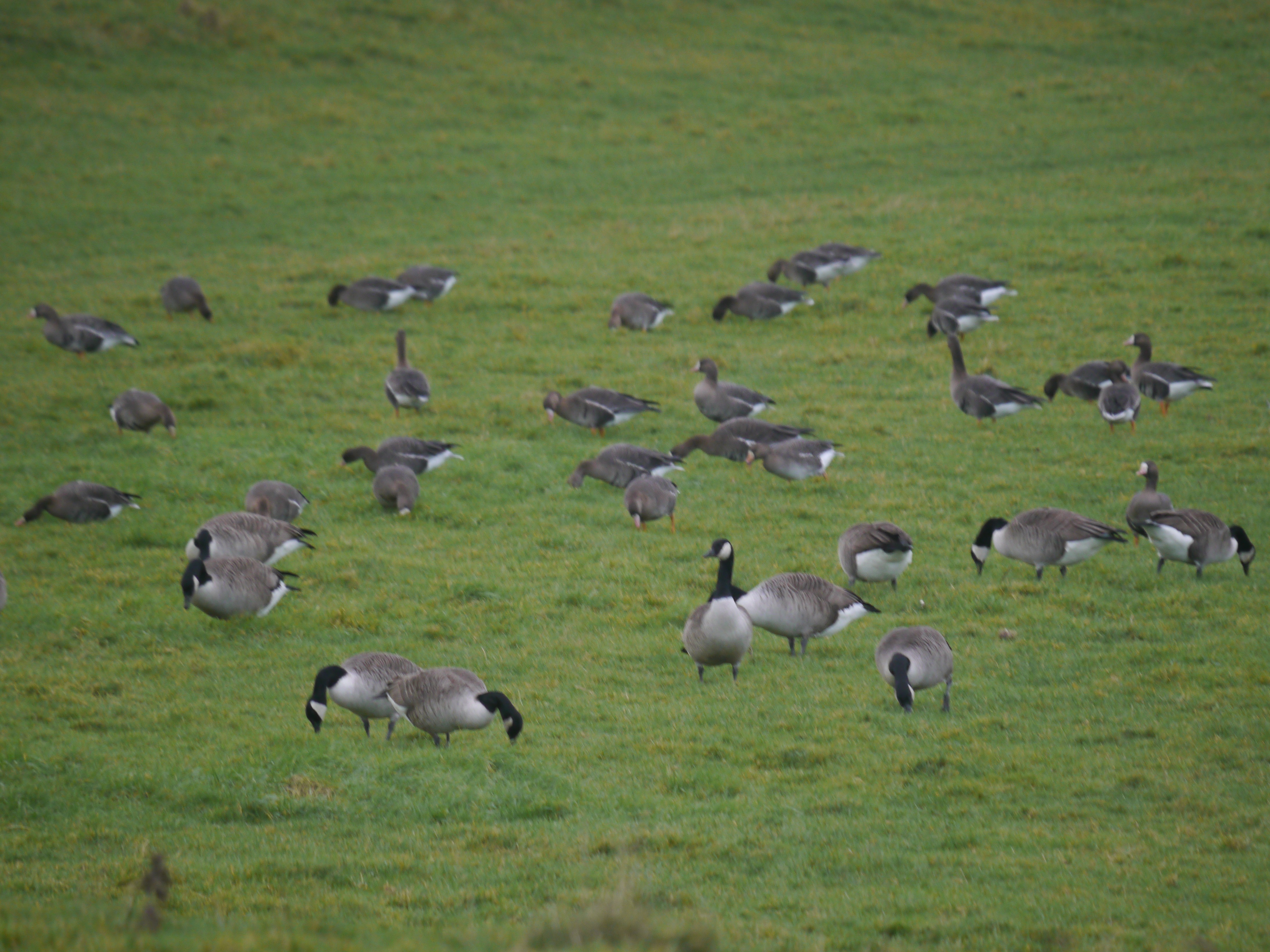 Sightings and news to week ending 25 January 2026