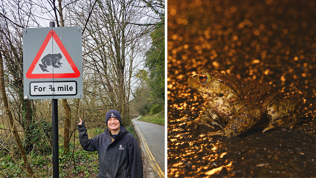 Habitat Boost for Migrating Toads