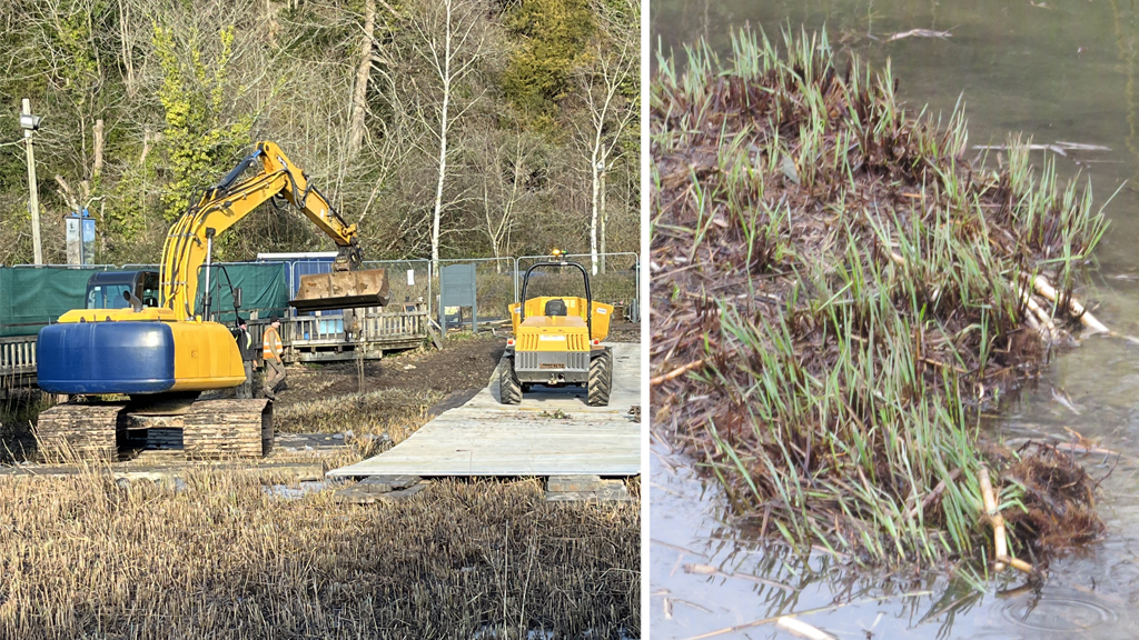 Yellow digger with large treads works in an area of cut reeds - green plants shoots near water's edge .