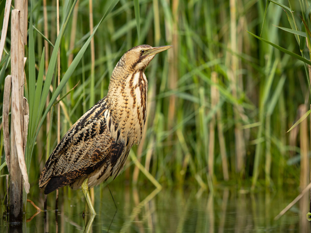 Wildlife Sightings for 10th August 2026