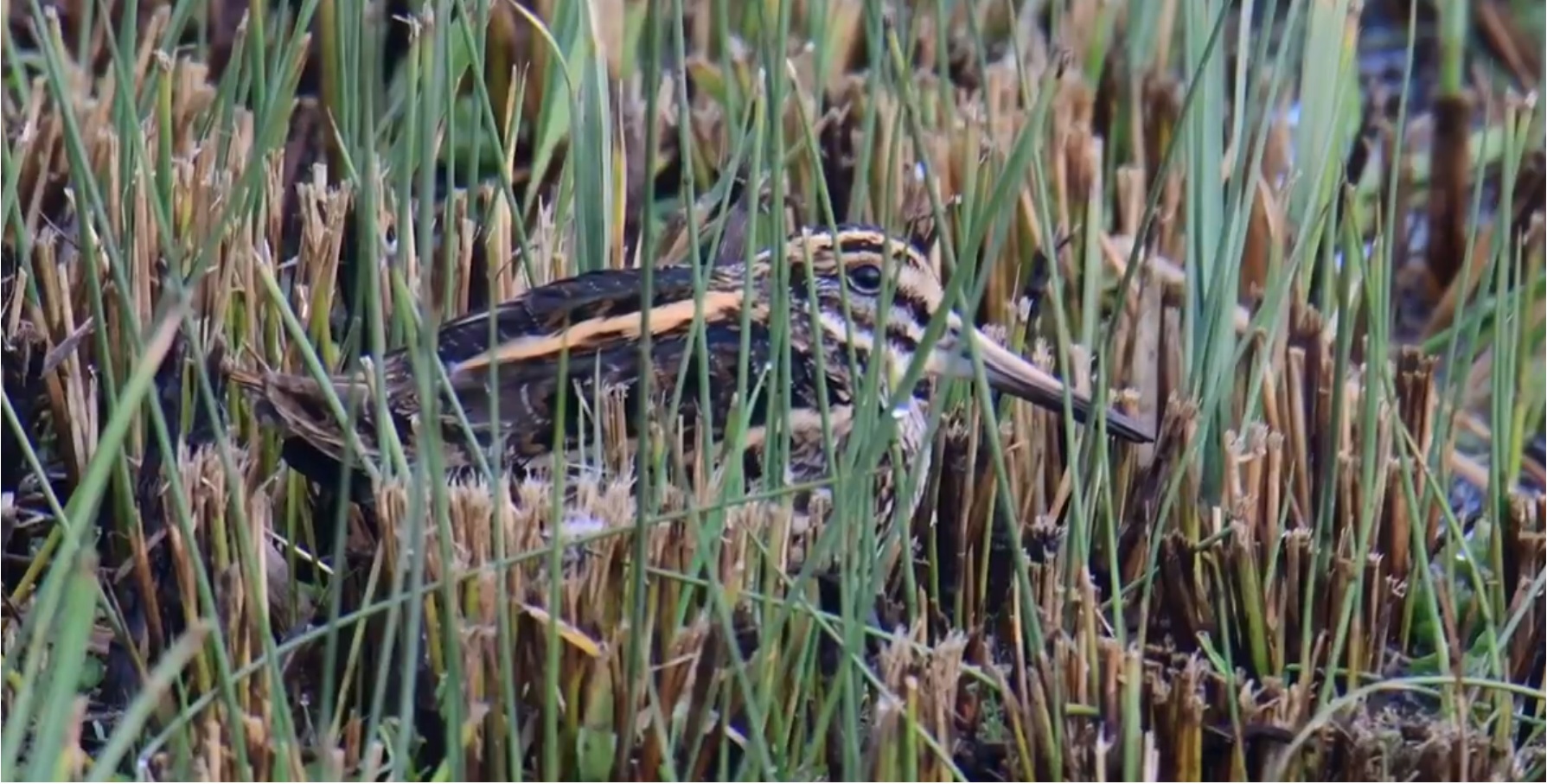 Sightings and news to week ending 1 February