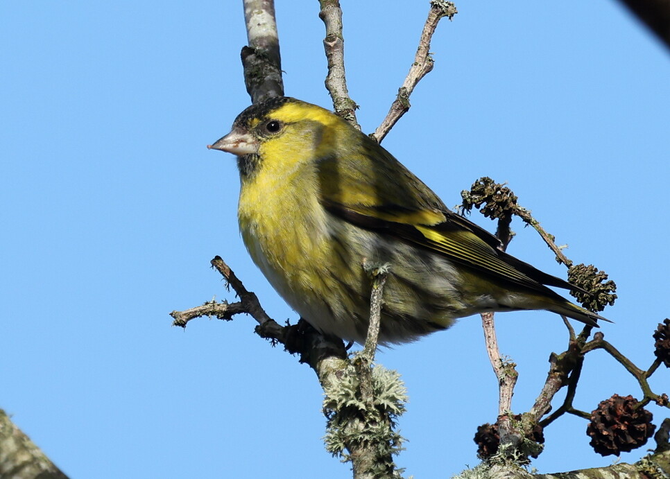 A clash of talons, flocking Lapwing, Otters...and windy chaos
