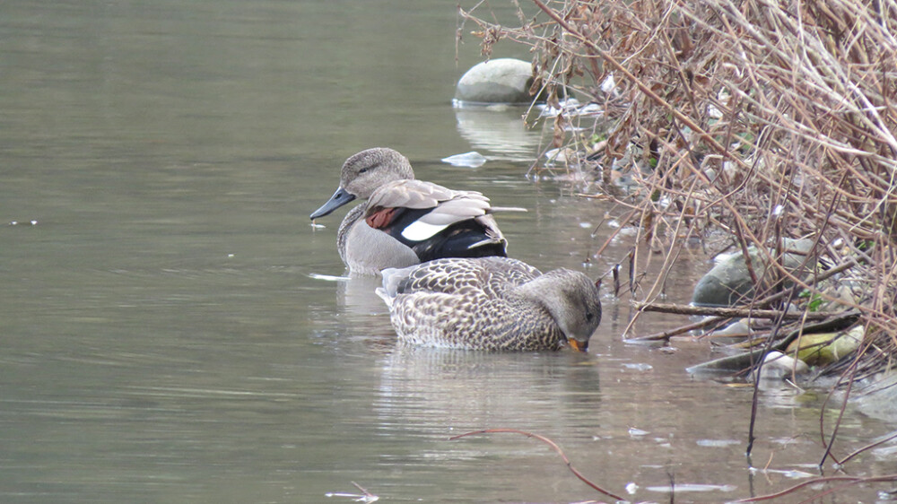 Wildlife Sightings for 4th September 2026